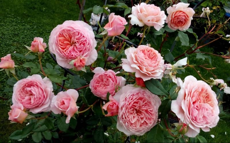 Троянди Девіда Остіна – як розібратися в сортах і посадити на ділянці?