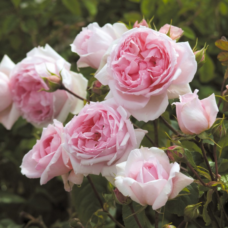 Троянди Девіда Остіна – як розібратися в сортах і посадити на ділянці?