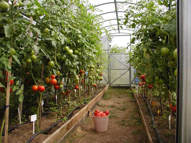 Збір насіння помідорів в домашніх умовах для подальшої посадки кращих сортів