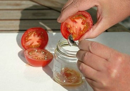Збір насіння помідорів в домашніх умовах для подальшої посадки кращих сортів