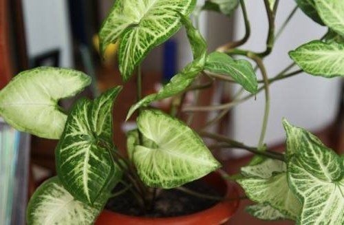 Сингоніум — види і особливості розмноження популярного кімнатної рослини