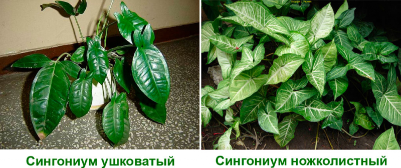 Сингоніум — види і особливості розмноження популярного кімнатної рослини