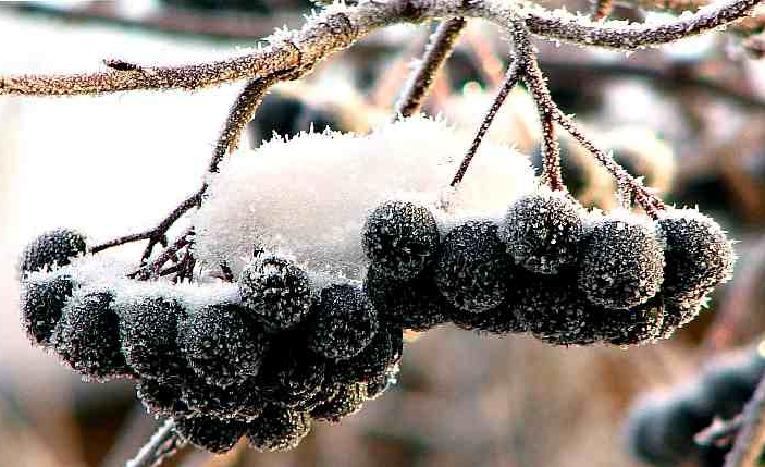Сироп з чорноплідної горобини – прості заготовки на зиму