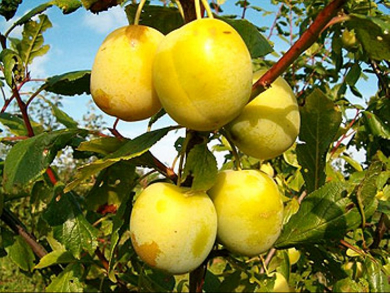 Зливу Ренклод — від 20 до 100 кг смачних плодів з дерева
