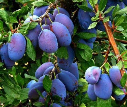 Зливу Ренклод — від 20 до 100 кг смачних плодів з дерева