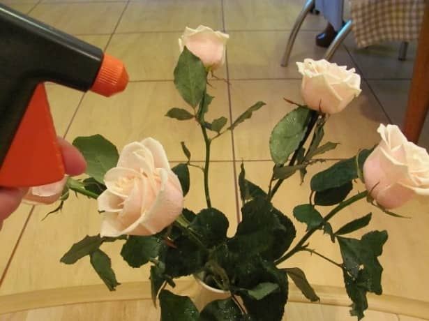 Збереження й пожвавлення зрізаних квітів будинку – як зберегти троянди у вазі найдовше?