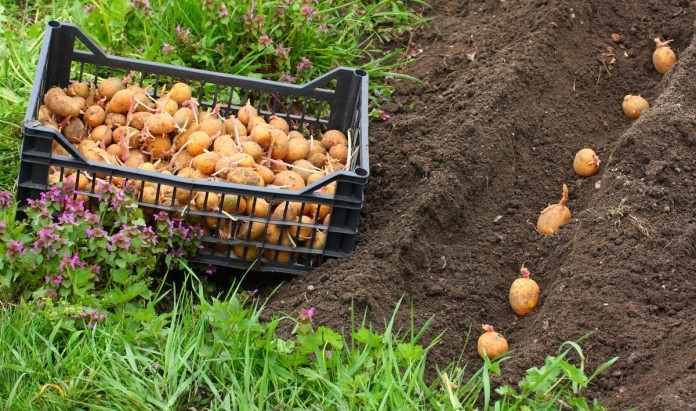 Сорт Гала — як зібрати смачний урожай картоплі на ділянці?