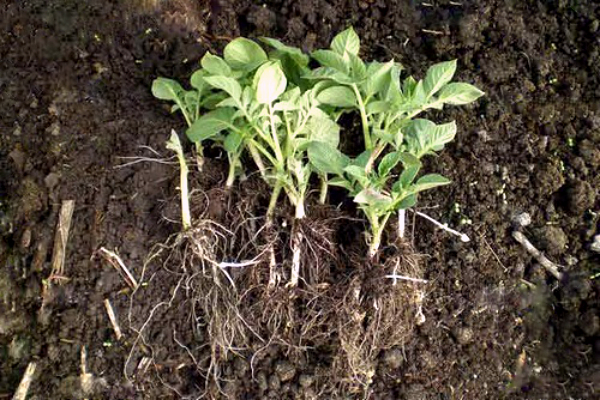 Сорт Гала — як зібрати смачний урожай картоплі на ділянці?
