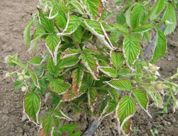 Сорт малини «Гусар» – особливості рослини і тонкощі догляду за ним