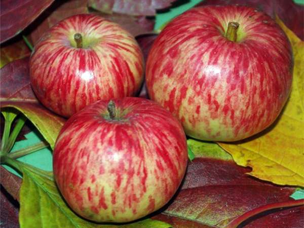 Сорт яблунь коричне смугасте: опис, посадка і догляд