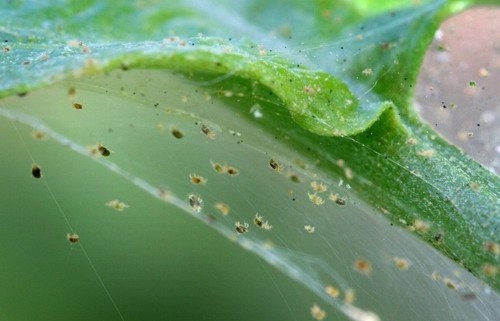 Засоби боротьби з павутинним кліщем на огірках – перевірені методи