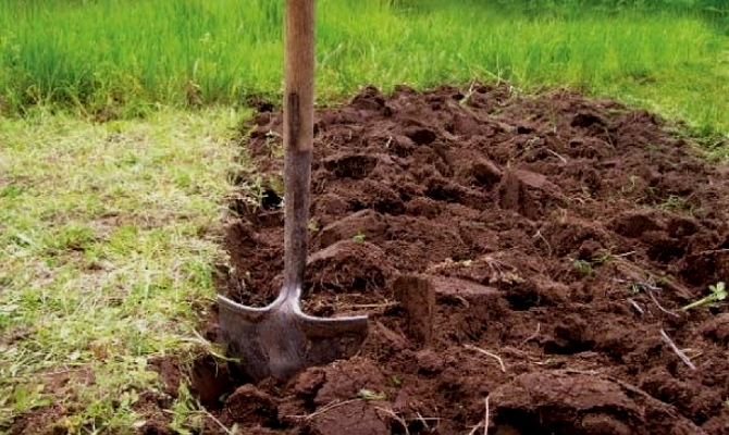 Строки садіння цибулі – час висаджування підзимового та ярого цибулі на ріпку