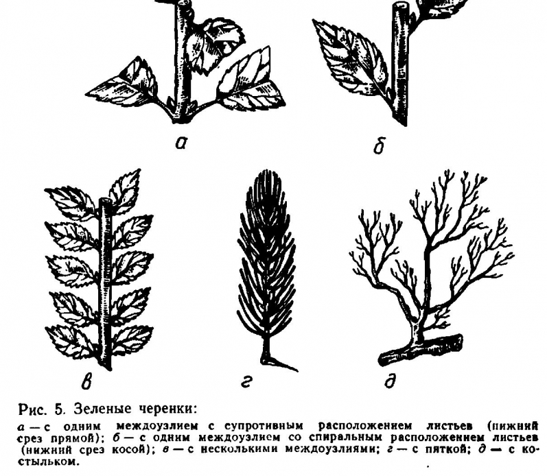 Тамарикс — мальовниче дерево на садовій ділянці