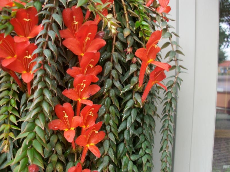 Тіньолюбні кімнатні рослини – як вибрати невибагливі домашні квіти?