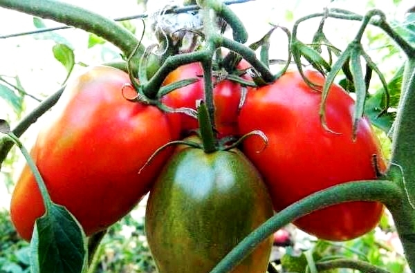 Томат Де барао — 4 кг помідорів з одного куща