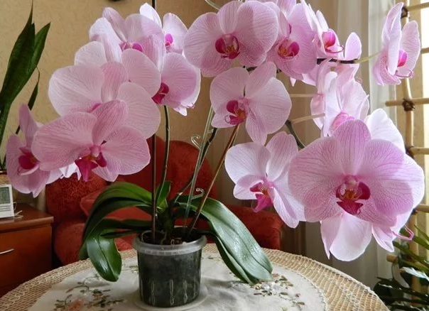 Добриво для орхідей – види підгодівлі для будинку
