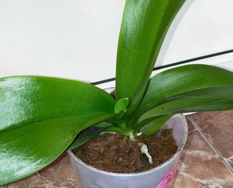 Добриво для орхідей – види підгодівлі для будинку