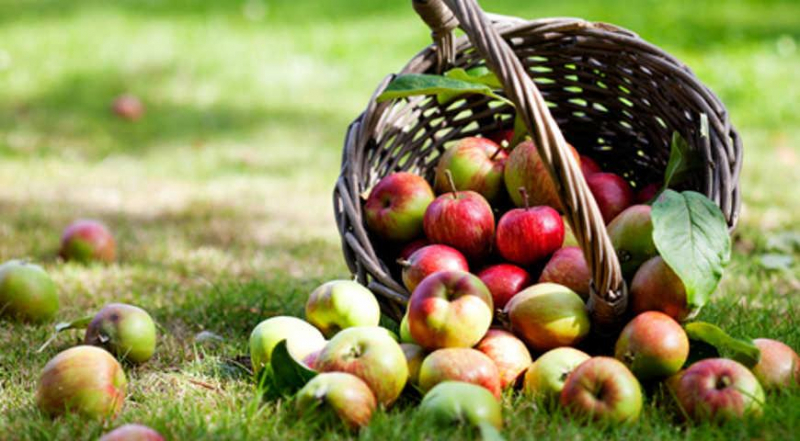 Догляд за яблунею восени — сезонні особливості