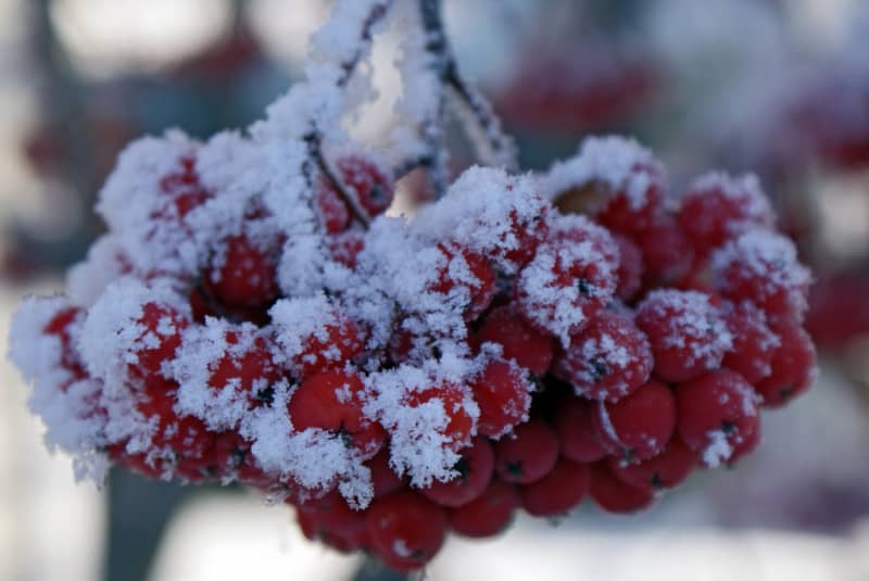 Варення з горобини — найсмачніші рецепти на зиму