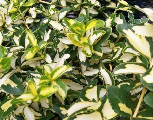 Вічнозелений чагарник Бересклет Форчуна — популярні сорти, посадка і догляд у відкритому грунті