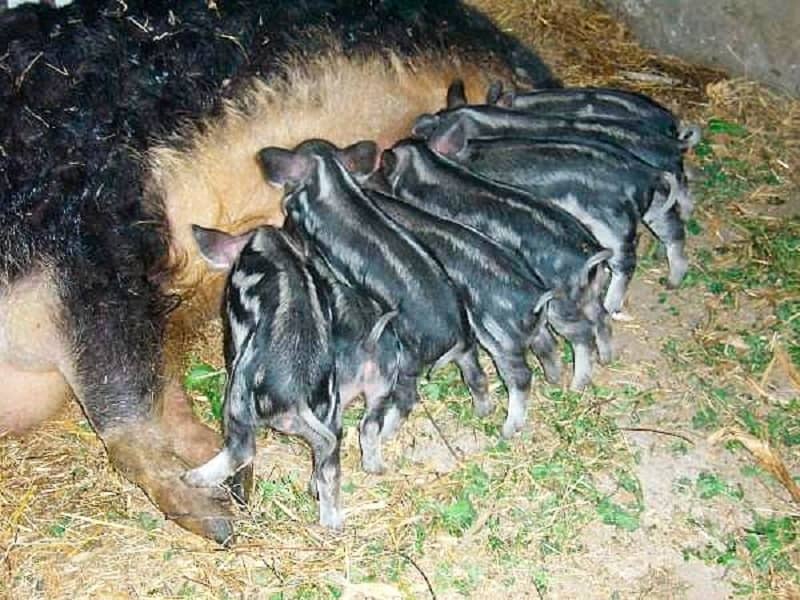 Вєтнамські свині – розведення і правильний догляд