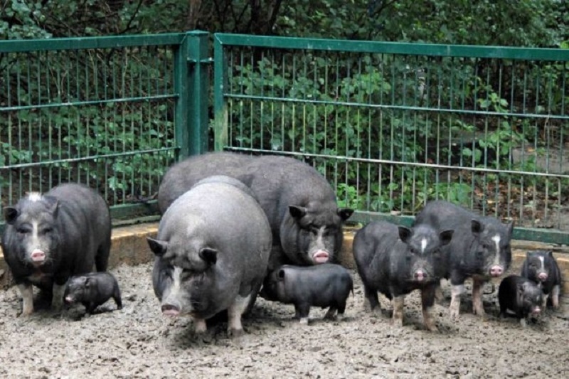 Вєтнамські свині – розведення і правильний догляд
