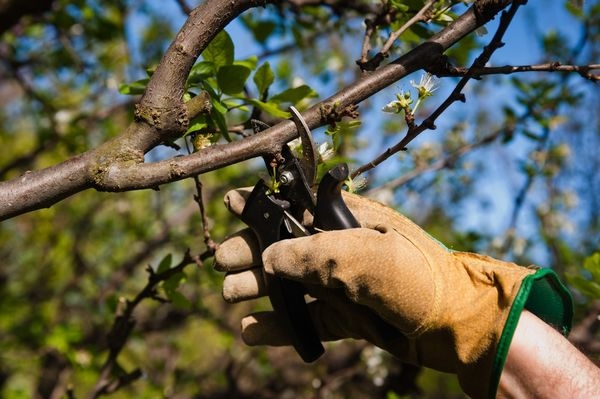 Вишня Тургенєвка — як одержати 20 кг ягід з одного дерева