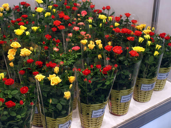 Вирощування декоративного кімнатної троянди – догляд та боротьба з шкідниками в домашніх умовах