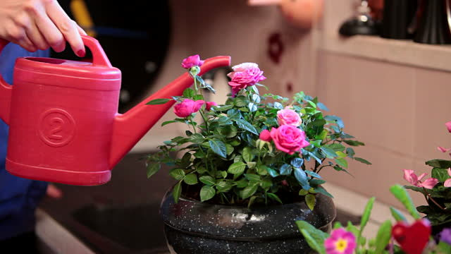 Вирощування декоративного кімнатної троянди – догляд та боротьба з шкідниками в домашніх умовах