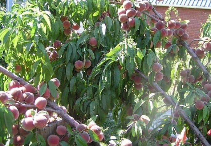 Вирощування персика з кісточки – посадка й догляд вдома і на дачі