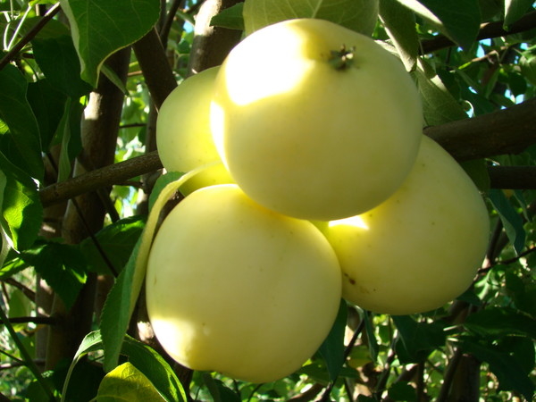 Яблука білий налив – опис, посадка та вирощування раннього сорту