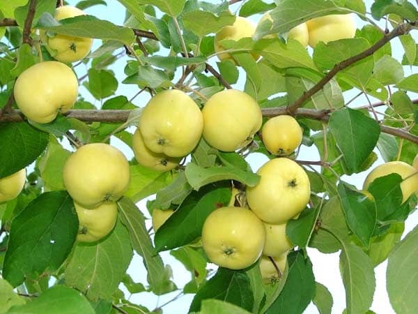 Яблуня Антонівка – посадка саджанця на території ділянки