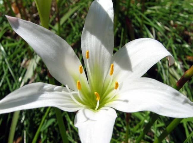 Зефірантес – особливості квітки, вирощування і догляд в домашніх умовах