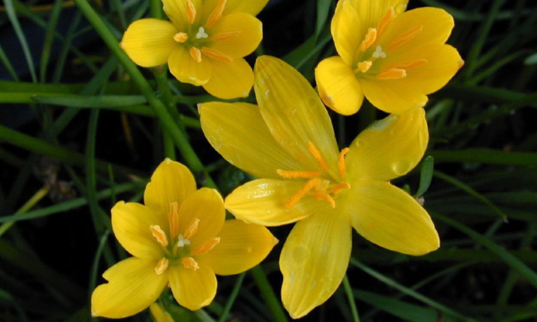 Зефірантес – особливості квітки, вирощування і догляд в домашніх умовах