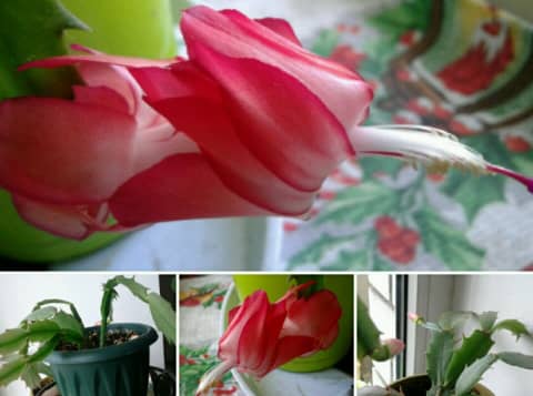Зігокактус Шлюмбергера — секрети цвітіння декабриста