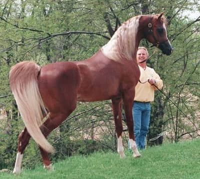 Арабський кінь – опис особливостей породи