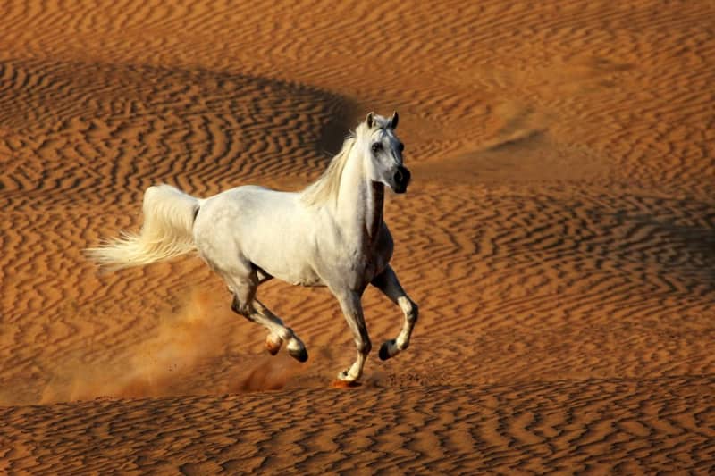 Арабський кінь – опис особливостей породи
