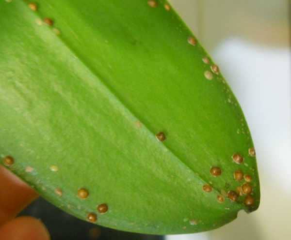 Хвороби орхідей і способи лікування в домашніх умовах