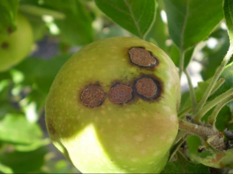 Хвороби яблунь — способи боротьби та профілактика