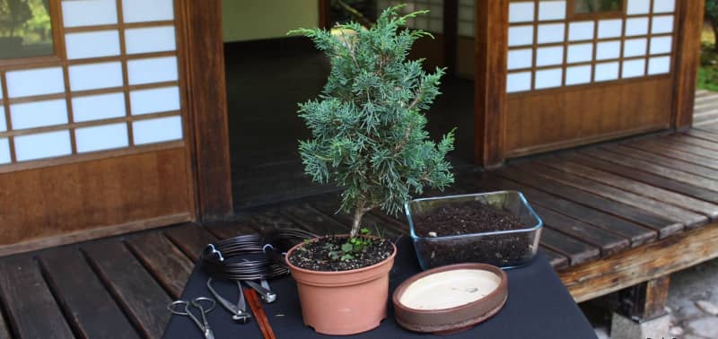 Бонсай з туї – секрети вирощування маленького дерева
