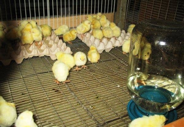 Чим годувати курчат в домашніх умовах — вибір натуральних продуктів і вітамінів