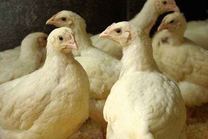 Чим годувати курчат в домашніх умовах — вибір натуральних продуктів і вітамінів