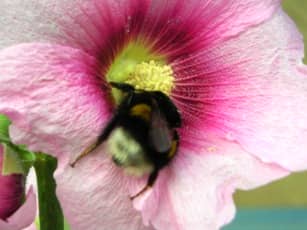 Що робити при укусі бджоли, оси, шершня або джмеля, перша допомога