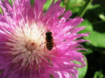 Що робити при укусі бджоли, оси, шершня або джмеля, перша допомога