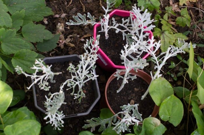 Цинерарія срібляста – секрети самостійного вирощування і догляд у відкритому грунті
