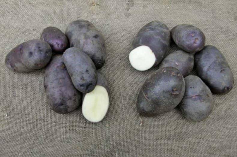 Фіолетова картопля — корисні властивості овочів і способи вирощування