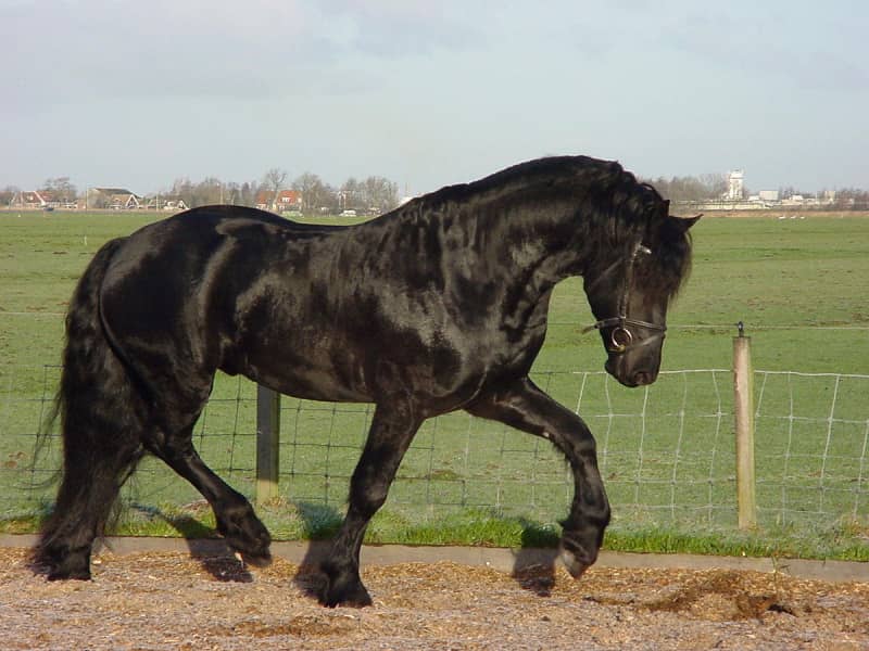 Фризька кінь — опис і характеристики чистокровної породи