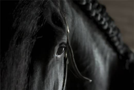 Фризька кінь — опис і характеристики чистокровної породи