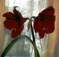 Гипеаструм, цибулинні кімнатні квіти догляд