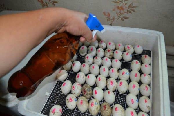 Інкубатор для яєць – як правильно користуватися в домашніх умовах